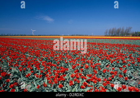 Tulipa cultivar, Tulip, Red. Stock Photo