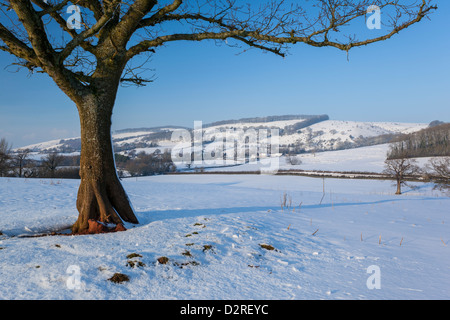 Snowy field at Crowcombe looking to Thorncombe Hill in the Quantocks, Somerset Stock Photo