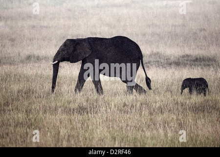 Baby elephant with mother during a rain storm, Masai Mara Game Reserve, Kenya. Stock Photo
