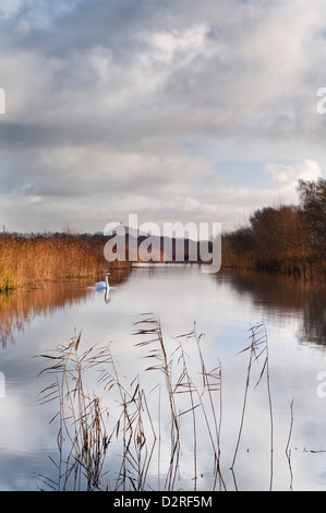 A view across the wetland habitat of the Somerset levels, looking towards Glastonbury tor. Stock Photo