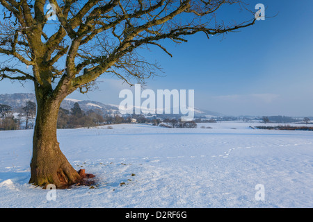 Tree and snowy field at Crowcombe looking to Thorncombe Hill in the Quantocks Stock Photo