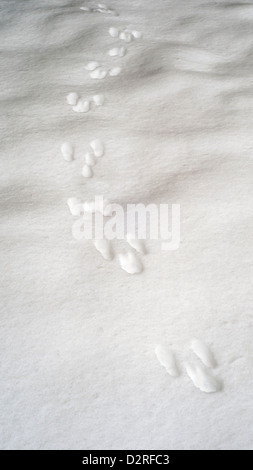 Rabbit footprints in fresh snow Stock Photo