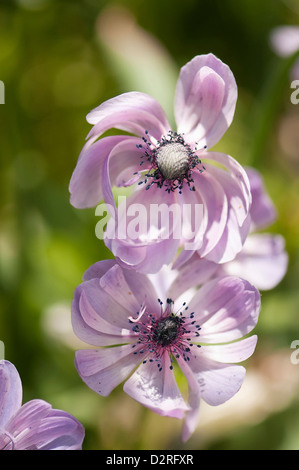 Anemone coronaria cultivar, Anemone, Purple. Stock Photo