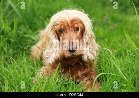 Beautiful young Golden cocker Spaniel Dog Stock Photo