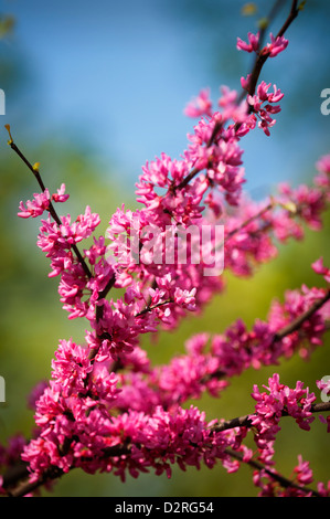 Cercis canadensis, Forest pansy, Abundant small pink flowers on a branch. Stock Photo