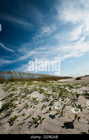 Ipomoea imperati, Beach morning-glory, White. Stock Photo