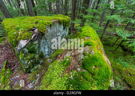 Mossy boulders in cedar and hemlock forest in Glacier National Park, Montana, USA Stock Photo