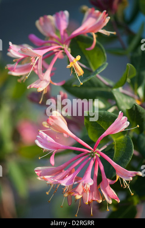 Lonicera periclymenum, Honeysuckle, Pink flowers on leafy branches. Stock Photo