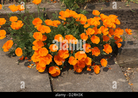 Californian Poppies, Eschscholzia californica, Papaveraceae. California, USA.