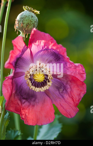 Papaver somniferum, Poppy, Opium poppy, Pink flower and green seed pod. Stock Photo