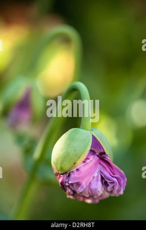 Papaver somniferum, Poppy, Opium poppy, Purple. Stock Photo