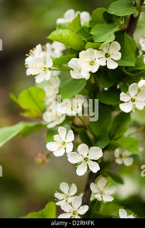 Prunus cerasus 'Surefire', Cherry, Sour cherry, White flower blossom on a tree. Stock Photo