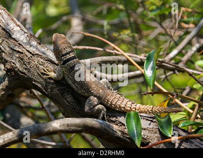 Collared Iguana, Oplurus cuvieri, Opluridae. Aka Cuvier's Spiny-tailed Lizard. Ananantarivo, Madagascar, Africa. Stock Photo