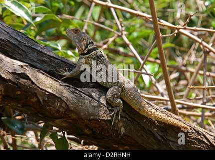 Collared Iguana, Oplurus cuvieri, Opluridae. Aka Cuvier's Spiny-tailed Lizard. Ananantarivo, Madagascar, Africa. Stock Photo