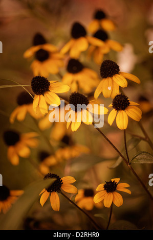 Rudbeckia triloba, Brown-eyed Susan, Yellow. Stock Photo