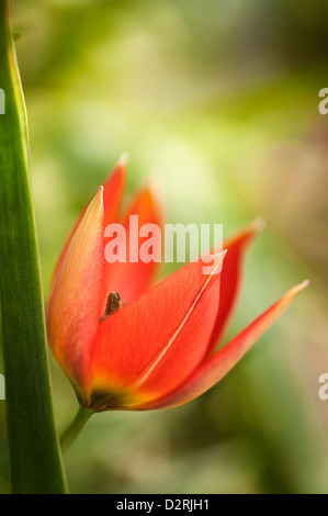 Tulipa Humilis Var. Pulchella 'Little Princess', Tulip, Red. Stock Photo