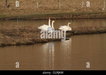 A family of whooper swans (Cygnus cygnus), two adults and a juvenile, on the water's edge Stock Photo
