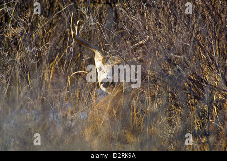 Whitetail deer buck (Odocoileus virginianus) bedded down in thick brush near Pamapa Texas Stock Photo