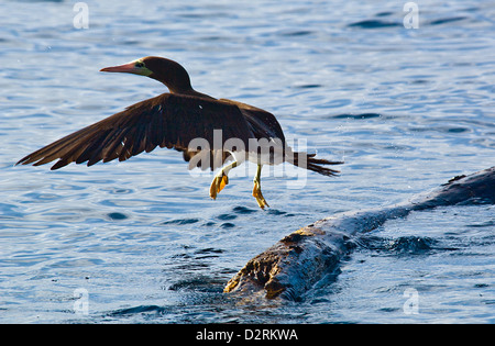Brown Booby (Sula leucogaster) taking flight from a floating log near Puerto Vallarta Mexico Stock Photo