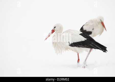 White Storks (Ciconia Ciconia) in the snow, The Hague, Netherlands Stock Photo