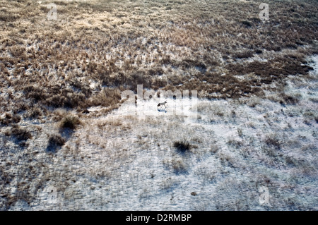 Aerial view of a coyote (canis latrans) walking a trail across the prairie near Pampa Texas Stock Photo