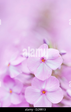 Phlox maculata 'Alpha', Meadow phlox, Pink subject. Stock Photo