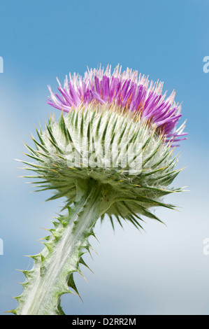 Onopordum acanthium, Thistle, Scotch thistle, Cotton thistle, Purple subject. Stock Photo