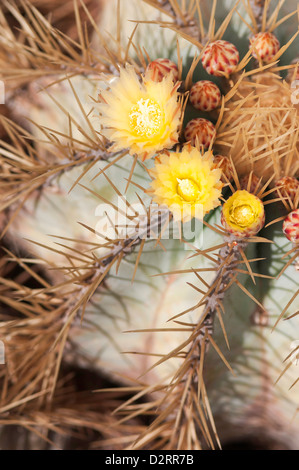 Echinocactus grusonii, Cactus, Golden barrel cactus, Yellow subject. Stock Photo