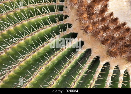 Echinocactus grusonii, Cactus, Golden barrel cactus, Green subject. Stock Photo