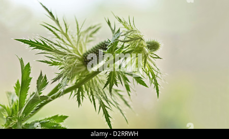 Eryngium alpinum, Sea holly, Green subject. Stock Photo