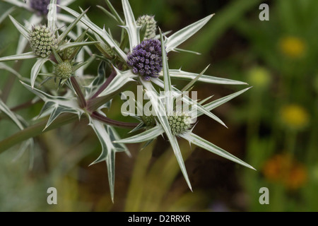 Eryngium variifolium, Sea holly, Blue subject. Stock Photo