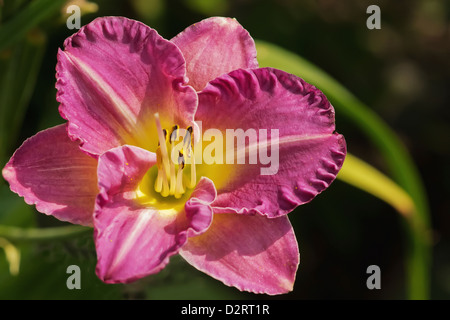 Hemerocallis cultivar, Lily, Daylily, Pink subject. Stock Photo