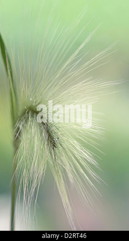 Hordeum jubatum, Foxtail barley, Squirrel tail grass, Green subject. Stock Photo