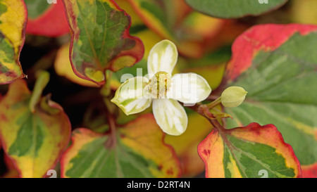 Houttuynia cordata 'Chameleon', Houttuynia, White subject. Stock Photo