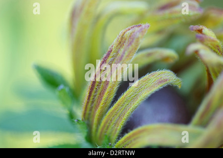 Rudbeckia fulgida, Coneflower, Black-eyed Susan, Green subject. Stock Photo