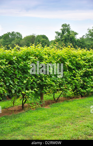 Truro Vineyards of Cape Cod, Massachusetts, USA Stock Photo