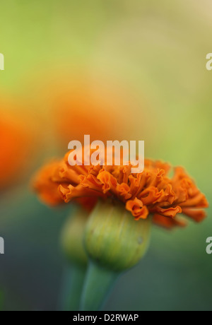 Tagetes patula, Marigold, French marigold, Orange subject. Stock Photo