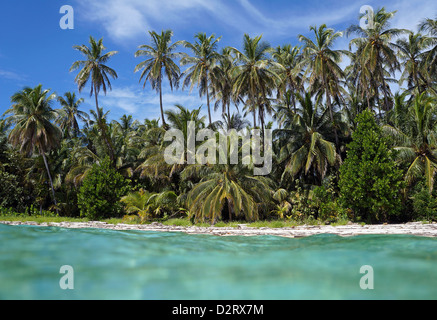 Wild tropical beach shore with coconut palm trees seen from water surface, Caribbean sea Stock Photo