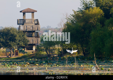 Brazos Bend State Park and wetlands near Houston Stock Photo