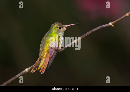 Buff-bellied Hummingbird (Amazilia yucatanensis) perched Stock Photo