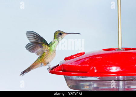 Buff-bellied Hummingbird (Amazilia yucatanensis) landing at feeder Stock Photo