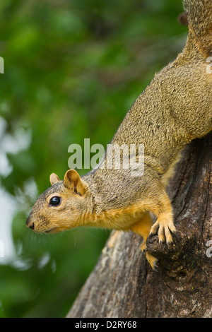 Eastern Fox Squirrel (Sciurus niger) on tree trunk Stock Photo