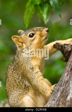 Eastern Fox Squirrel (Sciurus niger) on tree trunk Stock Photo