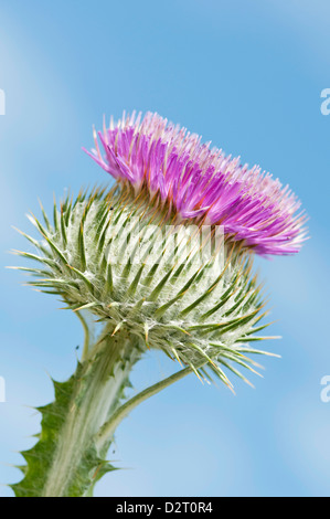 Onopordum acanthium, Thistle, Scotch thistle, Cotton thistle, Purple subject, Blue background. Stock Photo