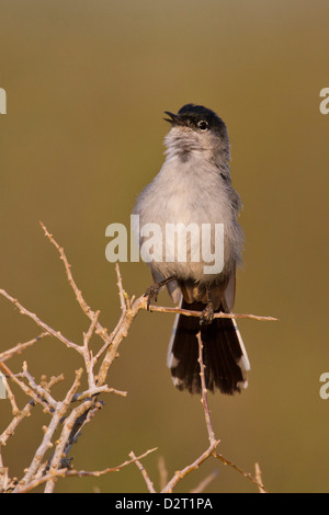 Black-tailed Gnatcatcher (Polioptila melanura) adult male singing on breeding territory, s. Texas Stock Photo