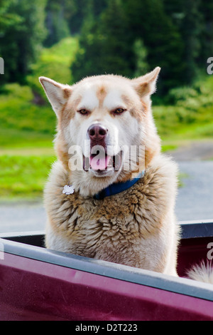 Koda, large Red Siberian Husky dog, in back of a pick up truck, Aleyaska Resort & Ski Area, Aleyaska, Alaska, USA Stock Photo