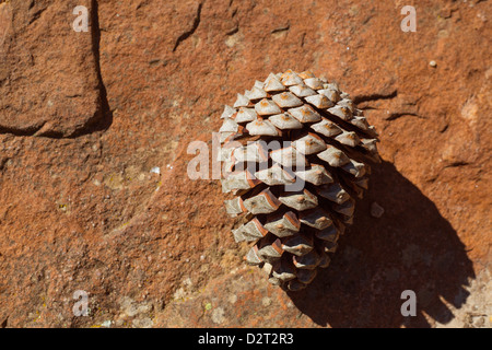 Pine cone detail on brown stone rock with shadow Stock Photo