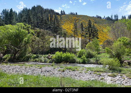 Yellow coloured hills by Maitai Valley near Nelson, New Zealand Stock Photo