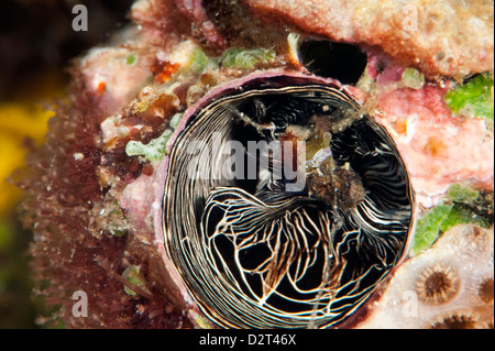 Inside of a tube worm, Komodo, Indonesia, Southeast Asia, Asia Stock Photo