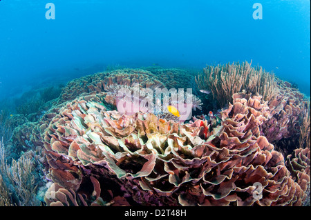 Hard coral reef scene, Komodo, Indonesia, Southeast Asia, Asia Stock Photo